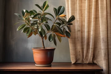 Tuinposter Indoor plant decoration in flowerpot  Ficus in a pot on a wooden table against the background of a window © nddcenter
