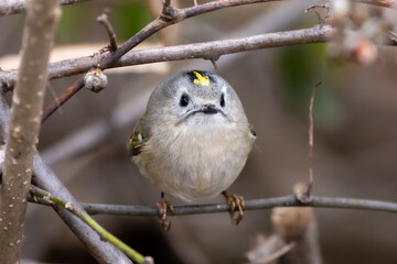Goldcrest (Regulus regulus) resting on a branch.