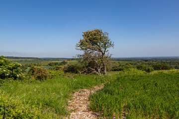A rural West Sussex landscape on a sunny early summer's day