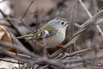 Goldcrest (Regulus regulus) resting on a branch.