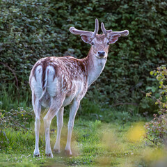 Naklejka na ściany i meble A close up of a fallow deer looking back at the camera, with a shallow depth of field