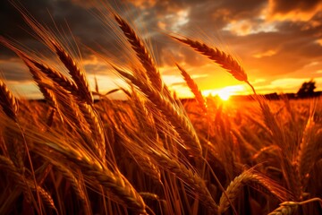 Breathtaking sunrise casting a gorgeous golden glow upon vast and lush wheat field