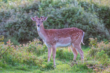 A close up of a fallow deer in the evening sunshine, with a shallow depth of field