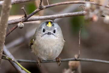 Goldcrest (Regulus regulus) resting on a branch.
