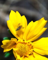 Macro view of Fly Mating on Yellow Flower