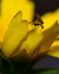 Macro view of Fly Mating on Yellow Flower