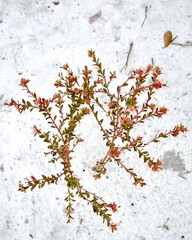 wild berry in Florida scrub jay habitat