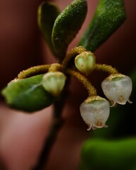Macro View of the bud of a Rusty Lyonia tree