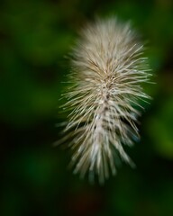 Macro shot of pampas grass