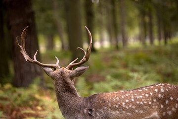Hirschgeweih - Hirsch von hinten