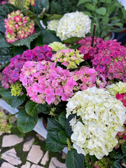 Beautiful blooming pink, purple and white Hydrangeas flowers in flower pots close up, floral wallpaper background with blooming mixed Hortensia flowers