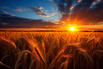 Schilderijen op glas wheat field at sunrise landscape photo ..wheat field at sunrise landscape photo © Ksenia Belyaeva