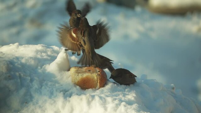 Sparrows eat and fight for a piece of bread, slow motion