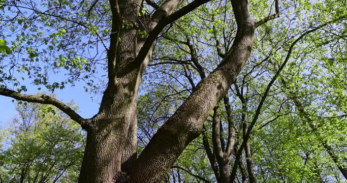 deciduous trees in a mixed forest in the spring season, beautiful young green foliage in the park