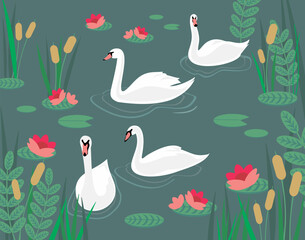 Swans in the water