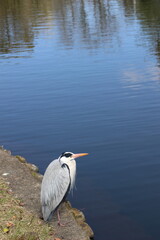 君たちはどう生きるかに出てくるアオサギ