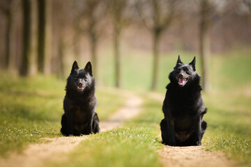 Obraz premium Two dogs of schipperke are sitting in grass. Summer day in nature with dogs. walk with dog 