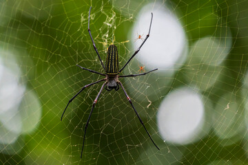 Spider on the net