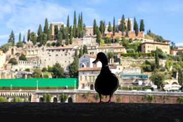 Silhouette of a duck standing on embankment of River Adige in Verona city center in a beautiful...