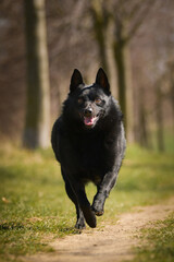 Young female of schipperke is running in grass. She has so nice face. She is so patient model.	
