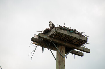 Osprey and Nest platform on top of a hydro pole