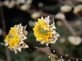 開花したミツマタ