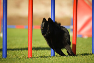 Dog is running slalom on his agility training on agility summer camp czech agility slalom.	
