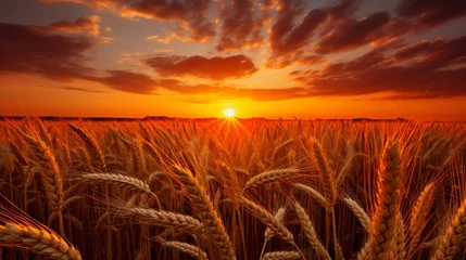 Tafelkleed Beautiful sunrise over wheat field scenery nature landscape image for sale on photo stock © Ksenia Belyaeva