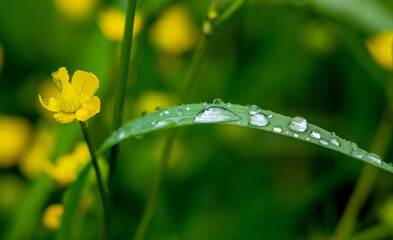 Yellow wildflowers and dew drops on green herbal leaves in springtime for eco concept