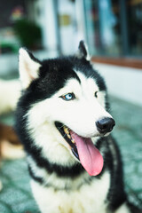 Side view of dog looking away sitting outdoors, Border collie dog running through a autumn mood, camera very low, dog running to the camera. Portrait of cute jack russell dog smiling outdoors sitting 