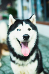 Side view of dog looking away sitting outdoors, Border collie dog running through a autumn mood, camera very low, dog running to the camera. Portrait of cute jack russell dog smiling outdoors sitting 