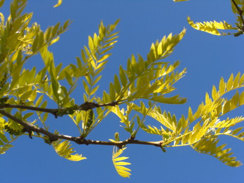 Golden Leaves (Gleditsia)