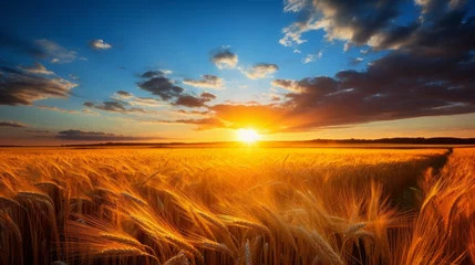 Poster Beautiful sunrise over a picturesque wheat field - stunning nature landscape view © Ksenia Belyaeva