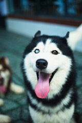 Side view of dog looking away sitting outdoors, Border collie dog running through a autumn mood, camera very low, dog running to the camera. Portrait of cute jack russell dog smiling outdoors sitting 