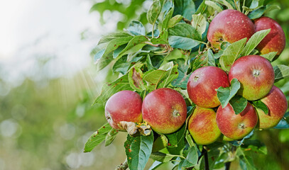 Apple, tree and fruit closeup with leaves outdoor in farm, garden or orchard in agriculture or nature. Organic, food and farming in summer with sustainability, growth and healthy environment mockup