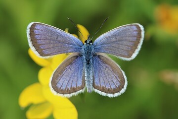 Blauer Schmetterling auf gelber Blume