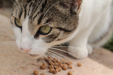 Fressende Katze