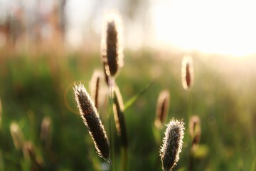 Wiese im Sonnenuntergang