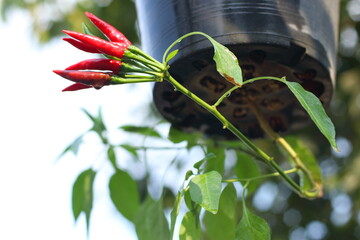 How to plant Bird's eye chilli under pots