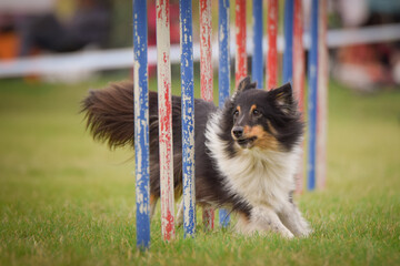 Dog is running slalom on his agility training on agility summer camp czech agility slalom.	
