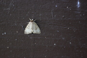 A white moth resting on a brown wall.