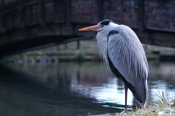 公園の池で佇むアオサギ