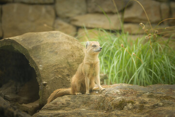 A mongoose is sitting in its enclosure at the zoo. Summer sunny day at the zoo. Happy animal in captivity
