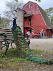 Naklejka premium A Peacock perched on a bench by a red barn