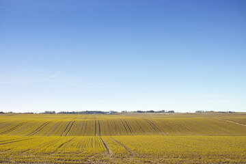 Landscape, field and grassland for agriculture with sky in nature with horizon, grass and natural environment in Denmark. Land, meadow and farmland for farming, conservation and houses in countryside © SteenoWac/peopleimages.com