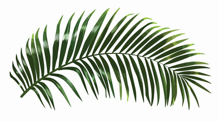 Vector green palm leaf silhouette isolated on white background