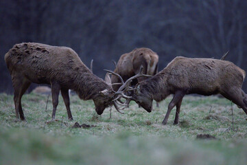 Stags head butting