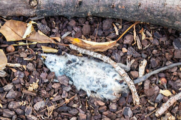 dead rat lies on the ground