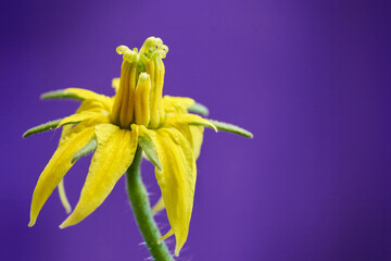 close up of tomato flower on purple background