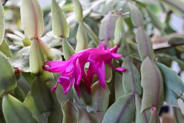 Nahaufnahme einer Weihnachtskaktus Bl&uuml;te
